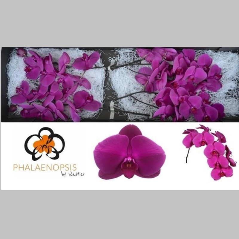 Orhidee Mov, Pachet (25 buc.)